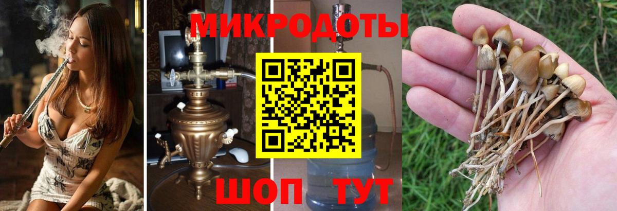 Псков  Галлюциногенные грибы Psilocybine cubensis  Вход с VPN 